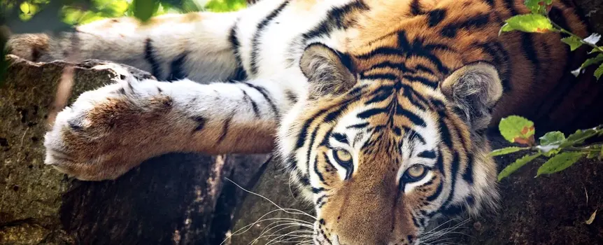 Why You Need to Visit the Beautiful West Palm Beach Zoo